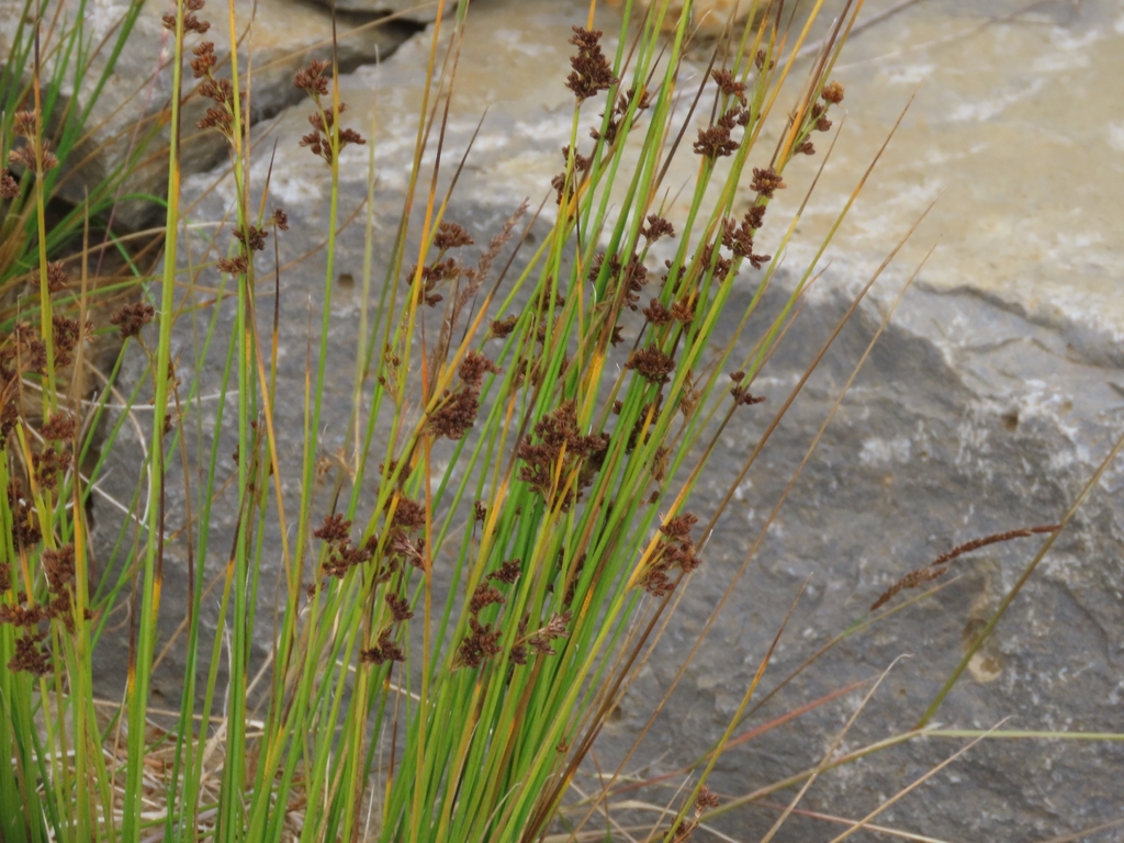 Juncus hesperius (Coast or bog rush), native California perennial