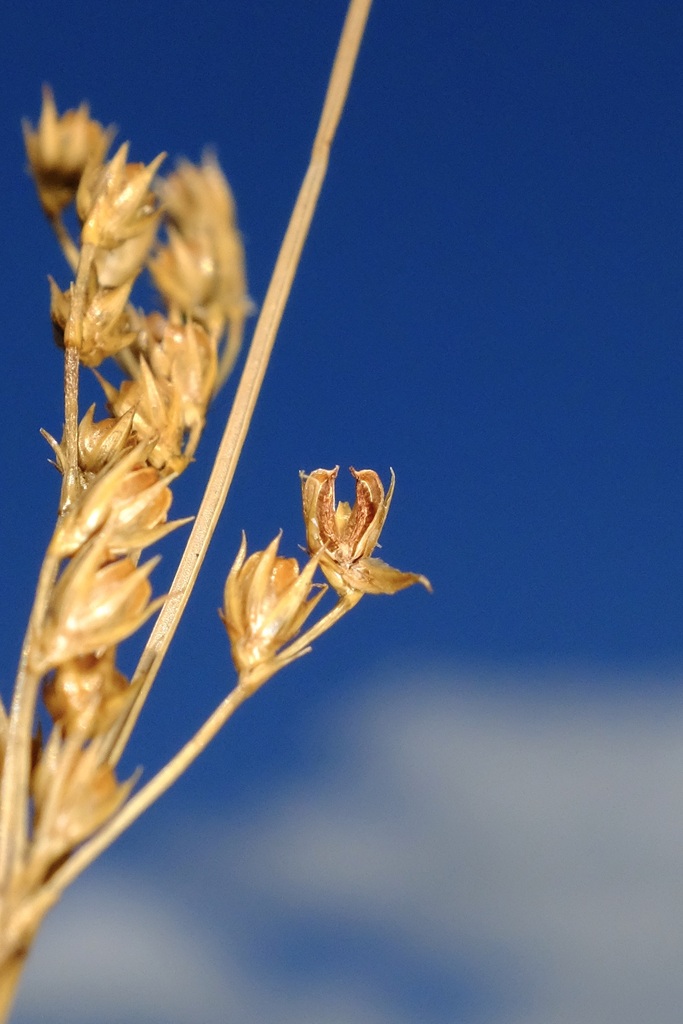 Juncus interior (Inland rush), native California grass