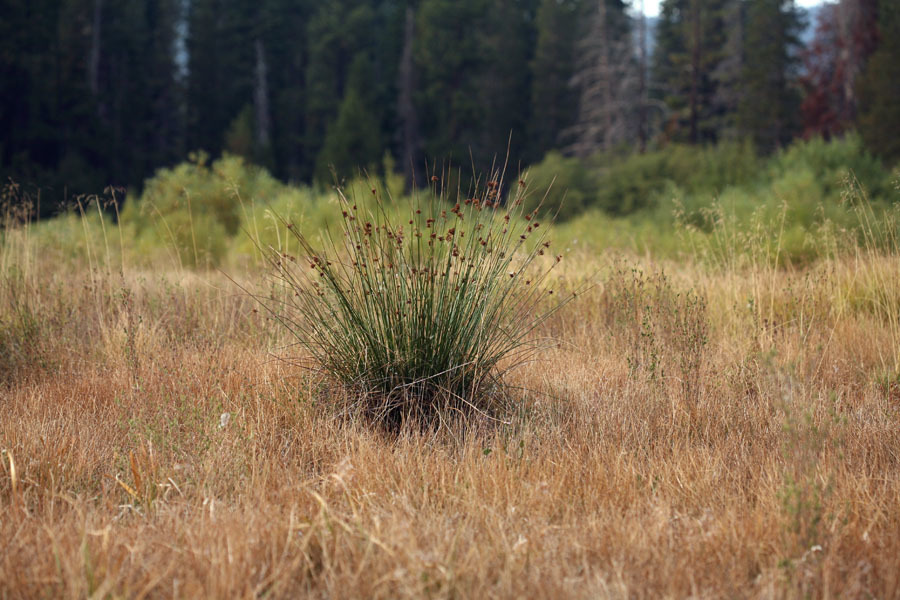 Juncus laccatus (Shiny rush), native California perennial