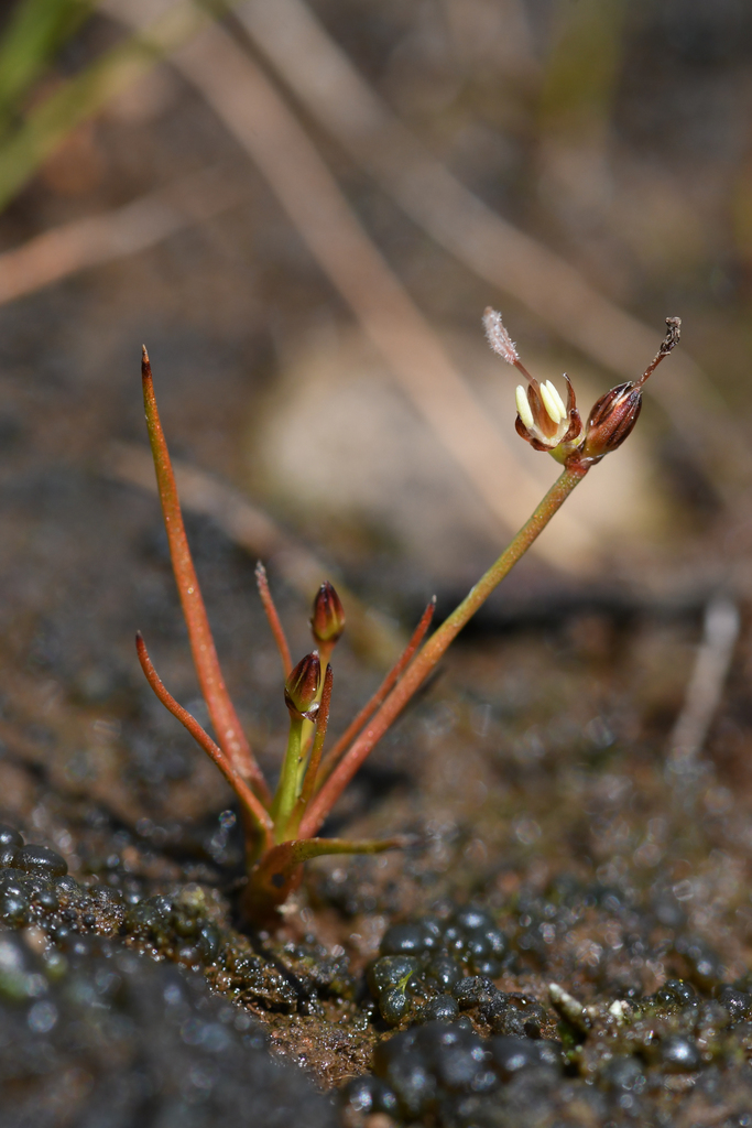 Juncus leiospermus (Red bluff dwarf rush), native California grass