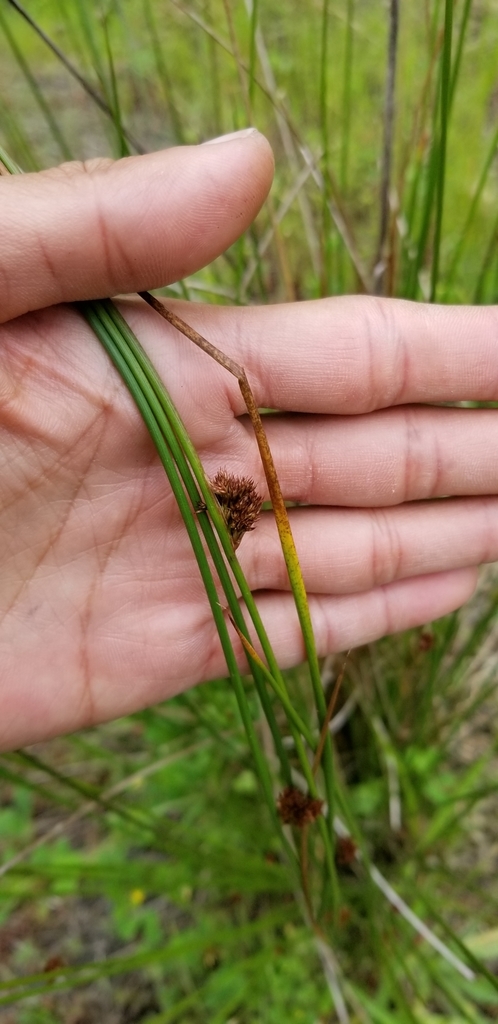 Juncus lescurii (San francisco rush), native California grass