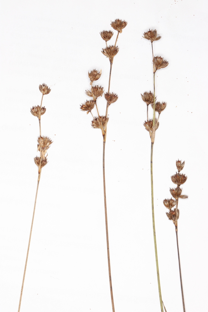 Juncus longistylis (Long-styled rush), native California grass