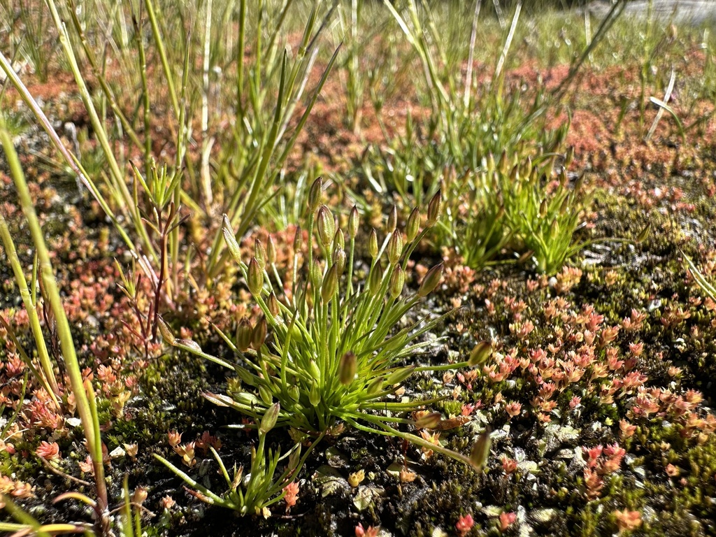 Juncus luciensis (Santa lucia dwarf rush), native California grass