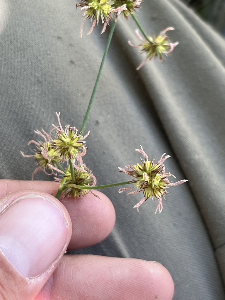 Juncus macrandrus (Long-anthered rush), native California grass