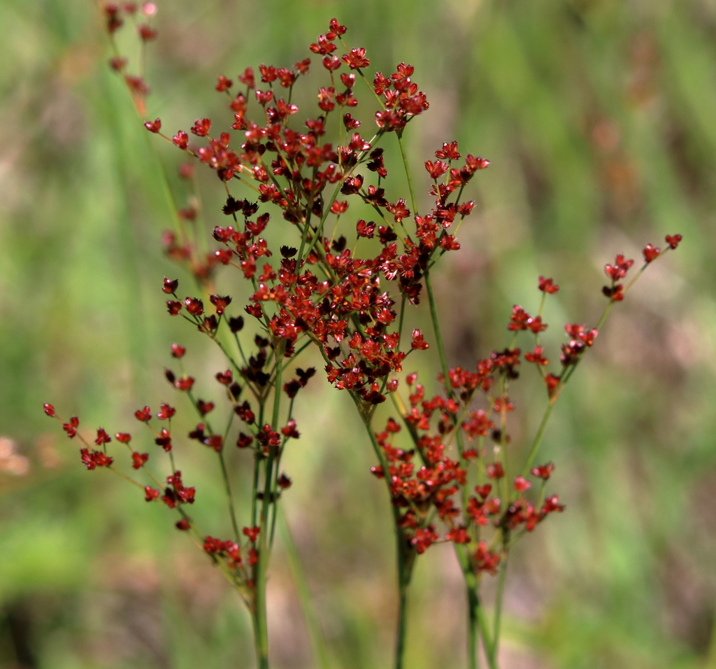 Juncus marginatus (Grassleaved or red-anthered rush), native California grass