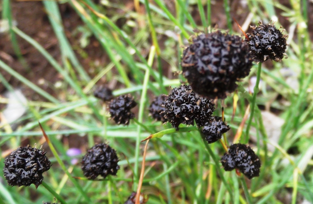 Juncus mertensianus (Mertens' rush), native California grass