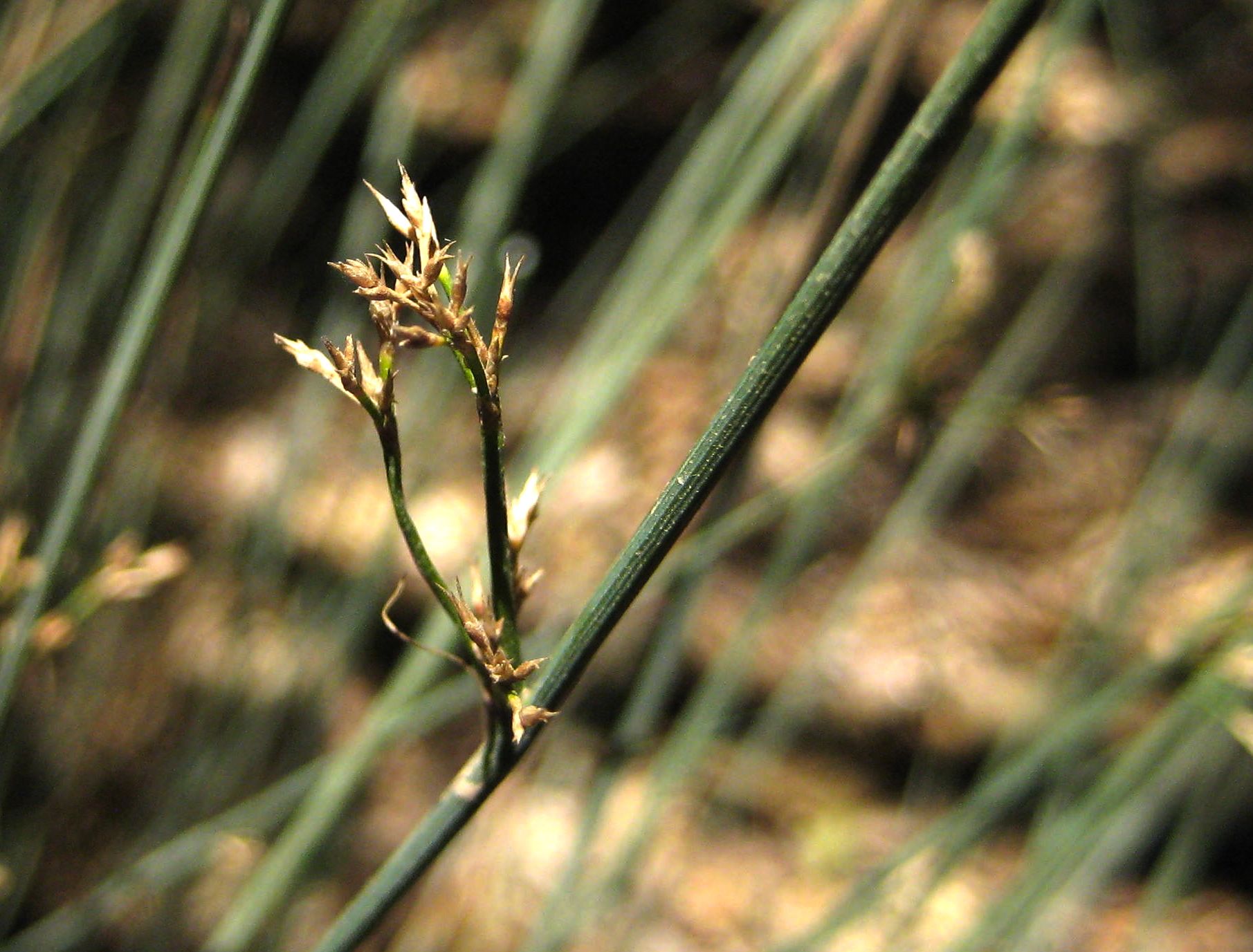 Juncus mexicanus (Mexican rush), native California grass