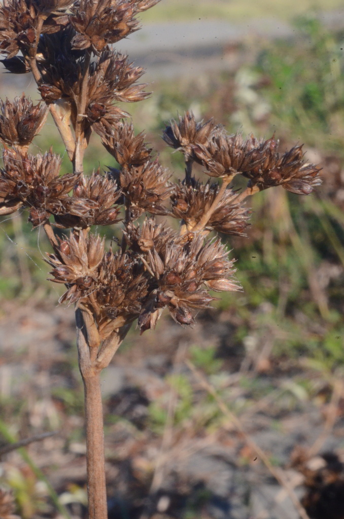 Juncus nevadensis — parent species of Juncus nevadensis var. nevadensis