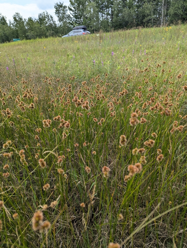 Juncus nodosus (Knotted rush), native California grass