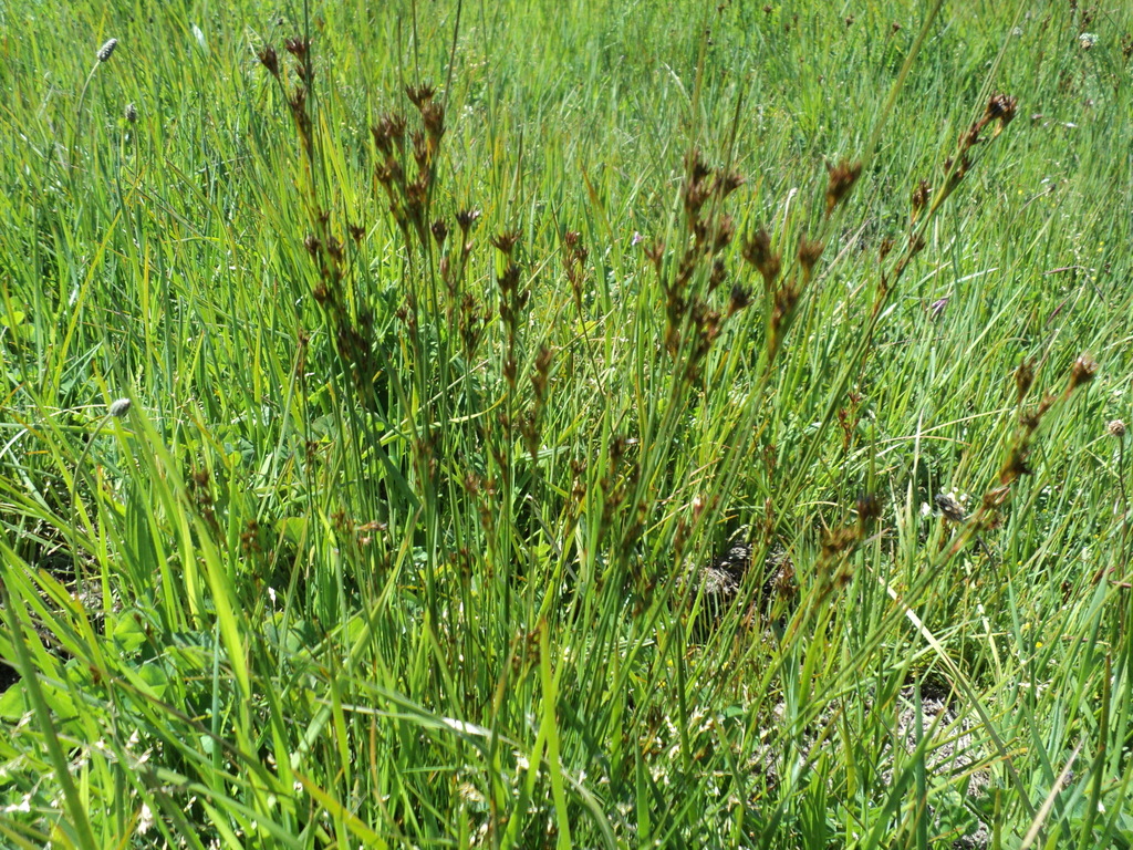 Juncus occidentalis (Western rush), native California grass