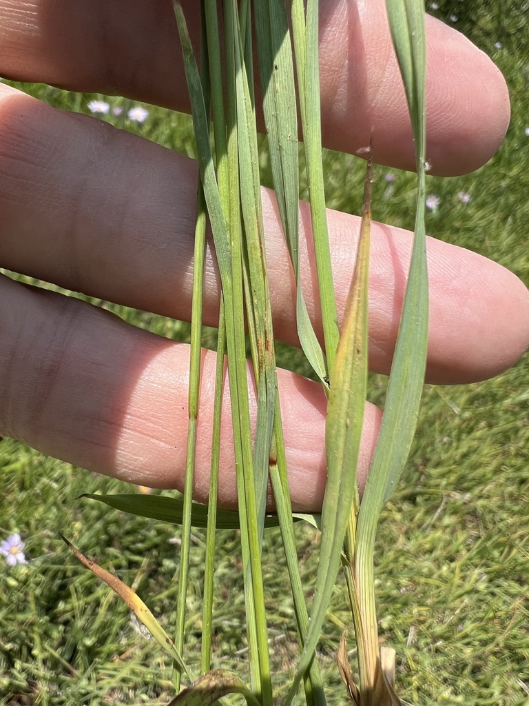 Juncus orthophyllus (Straightleaved rush), native California grass