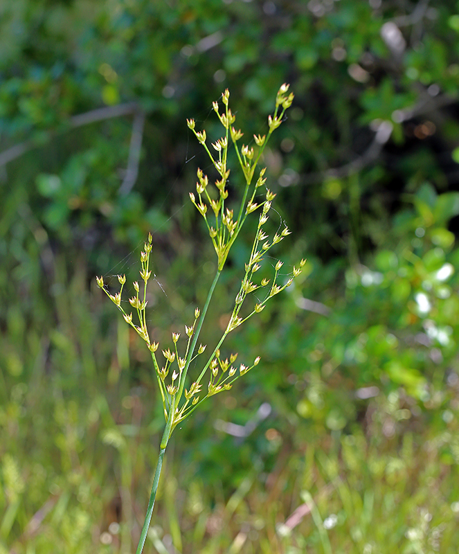 Juncus oxymeris (Pointed rush), native California grass