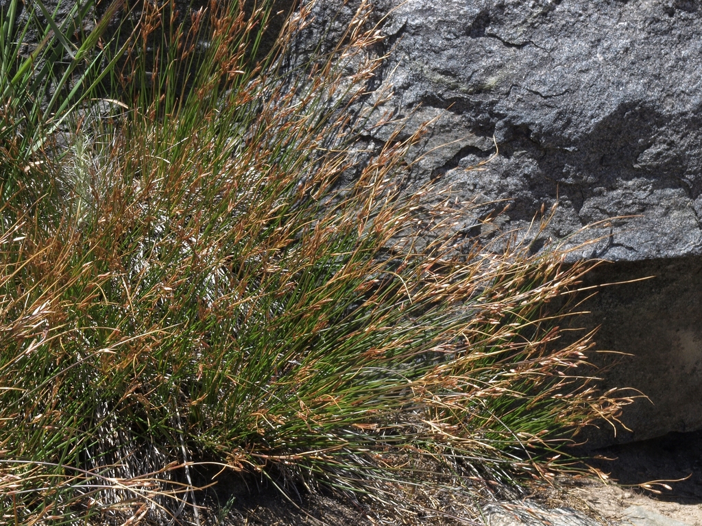 Juncus parryi (Parry's rush), native California grass