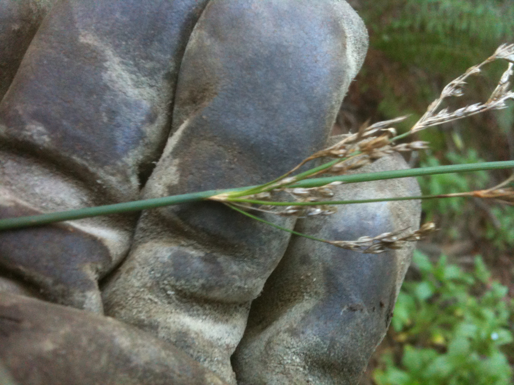 Juncus patens (Spreading rush), native California grass