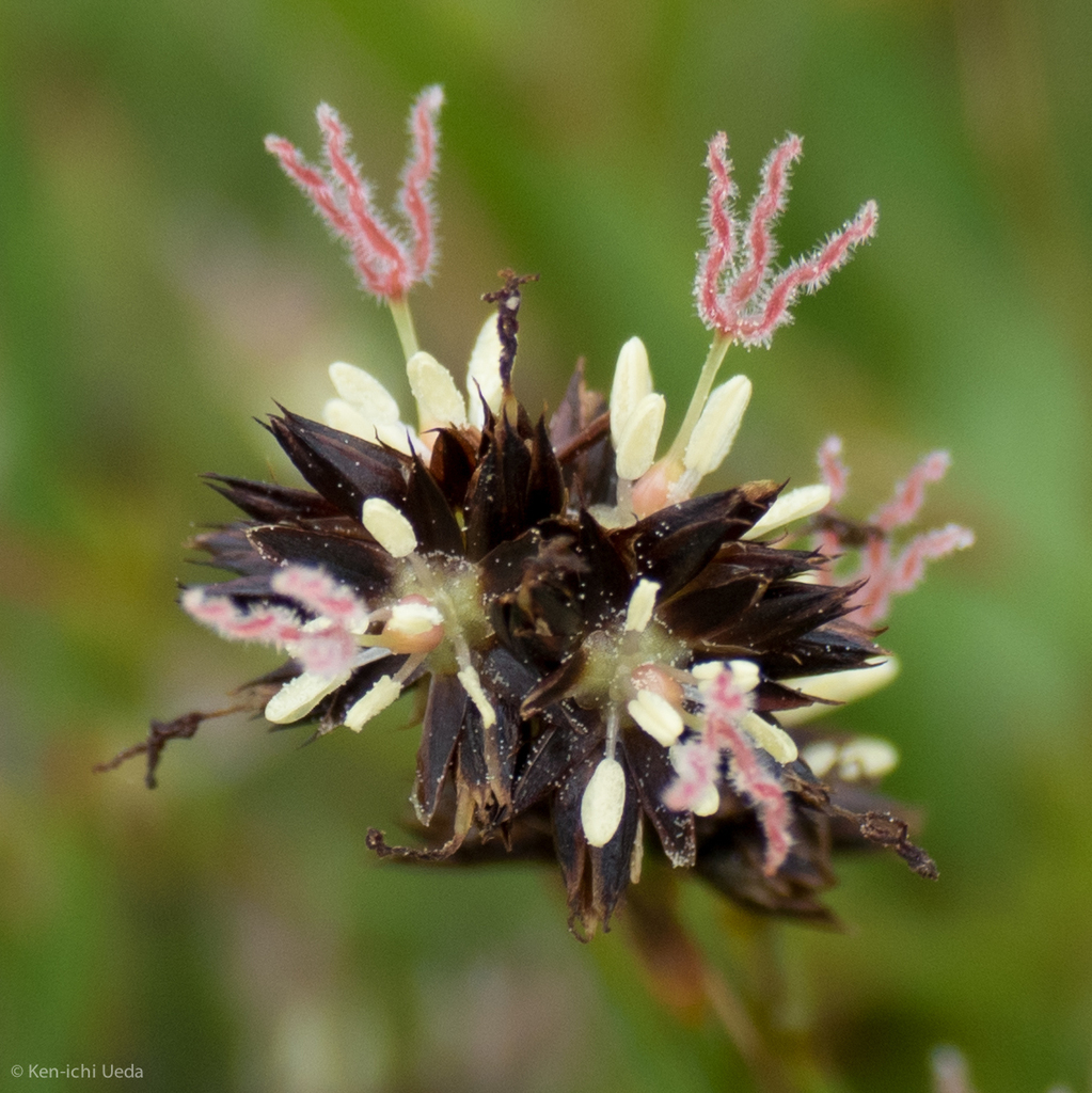 Juncus phaeocephalus var. paniculatus (Panicled rush), native California grass