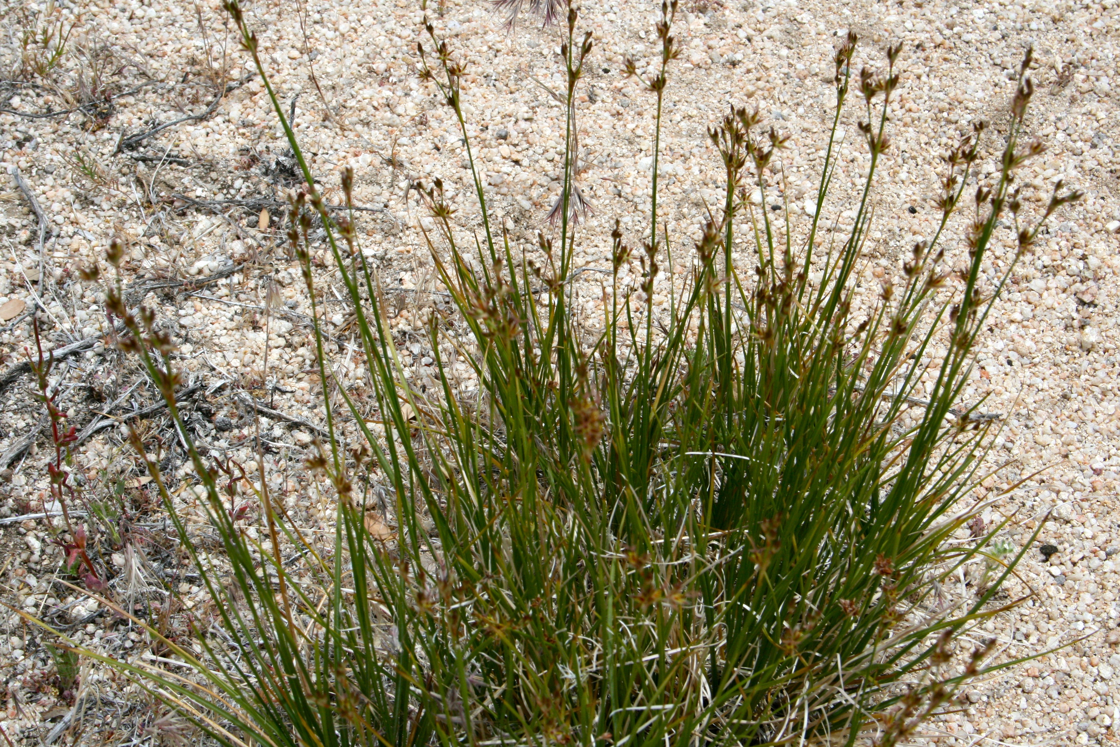 Juncus phaeocephalus (Brown headed rush), native California grass