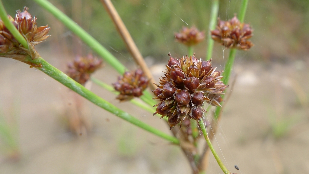 Juncus planifolius (New zealand or flat-leaved rush), non-native California grass