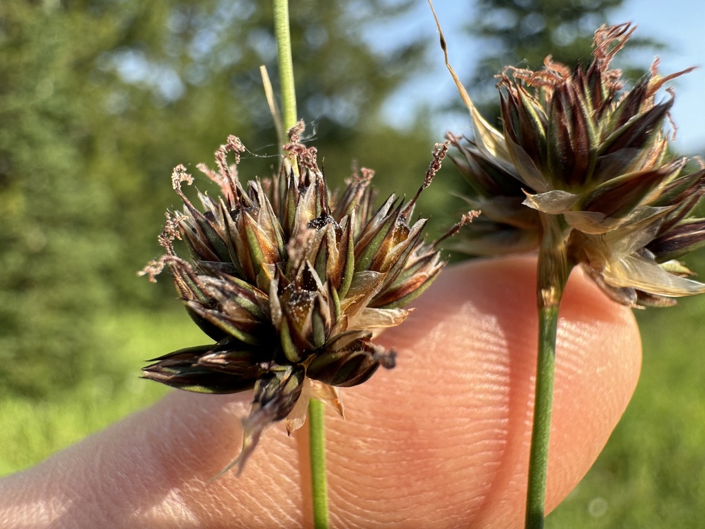 Juncus regelii (Regel's rush), native California grass
