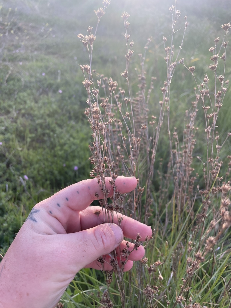 Juncus dubius (Mariposa rush), native California grass