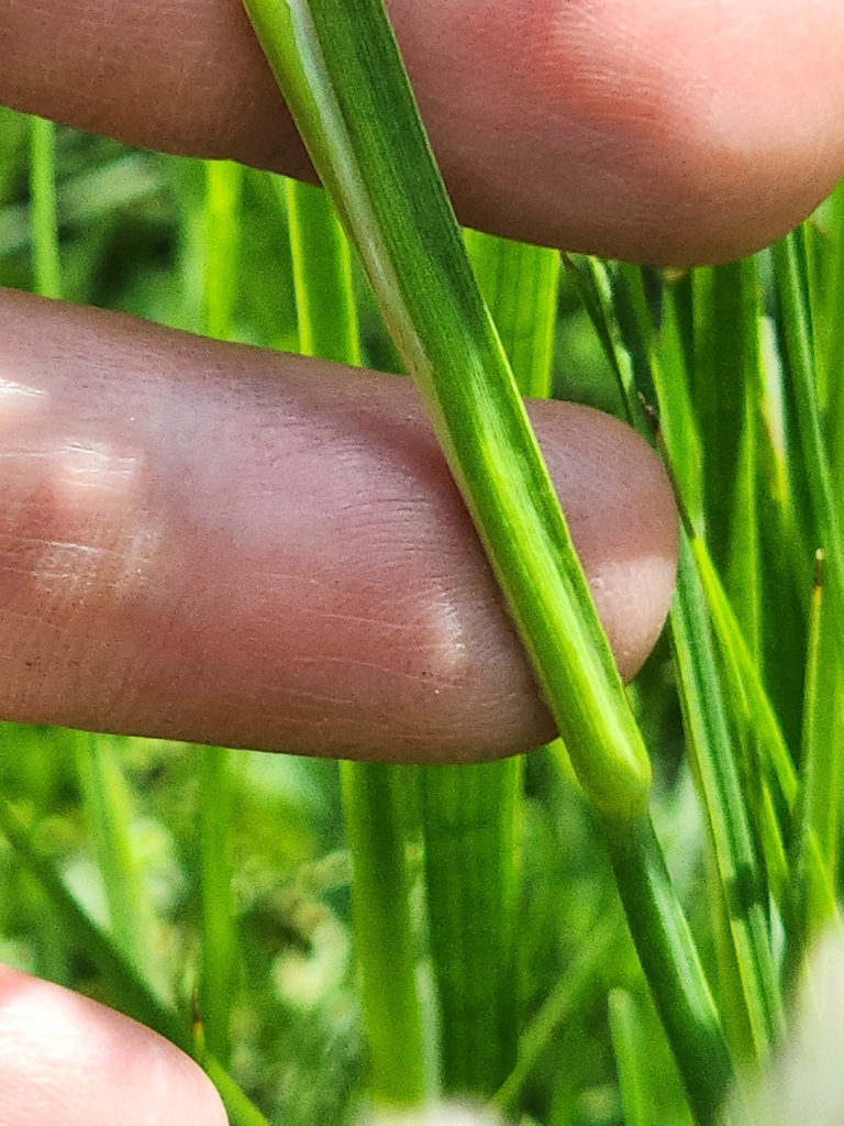 Juncus saximontanus (Rocky mountain rush), native California grass