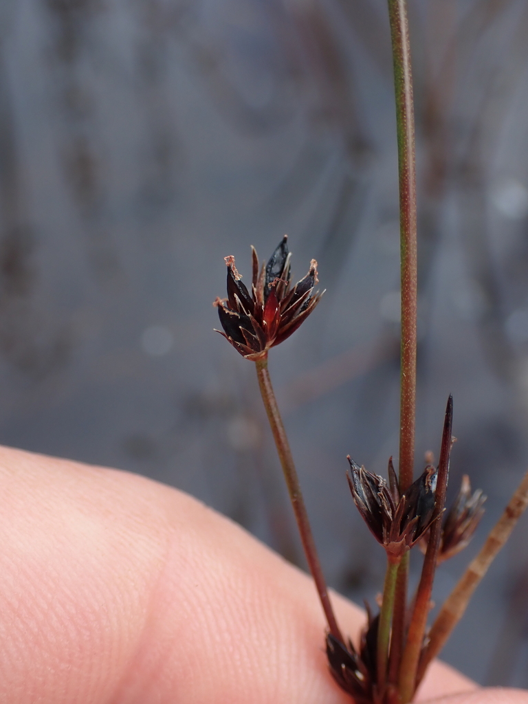 Juncus supiniformis (Hair-leaved rush), native California grass