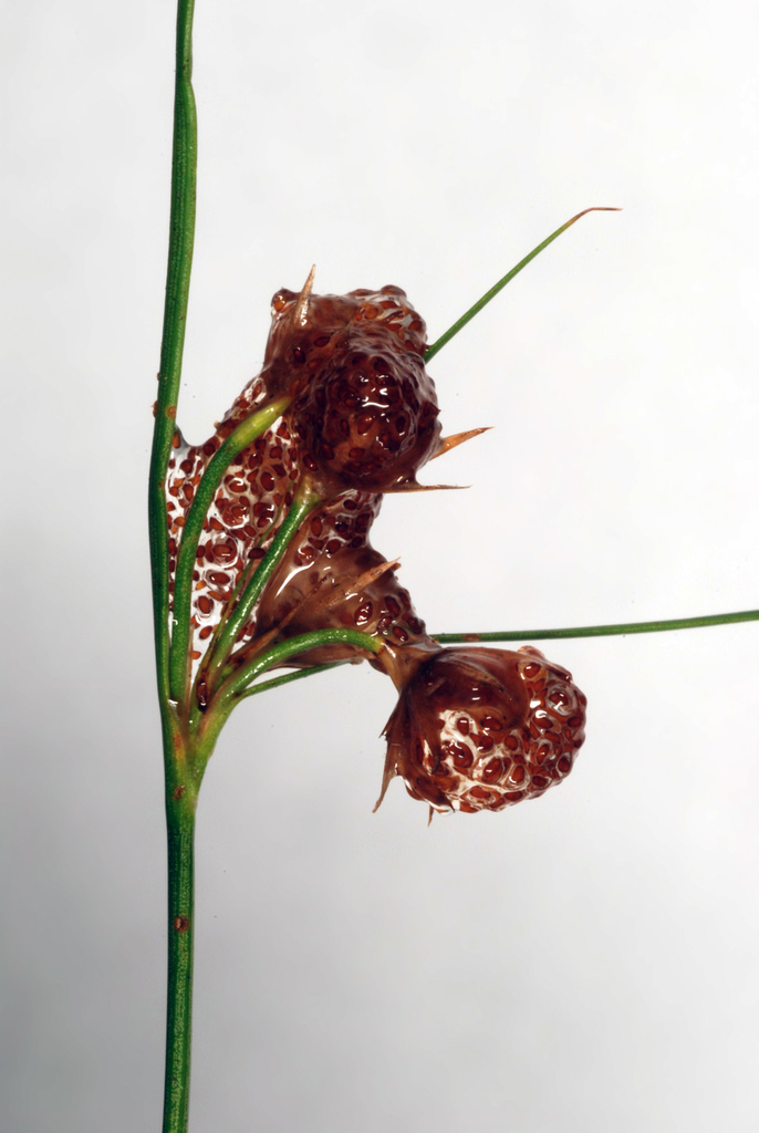 Juncus tenuis (Poverty or slender rush), native California grass