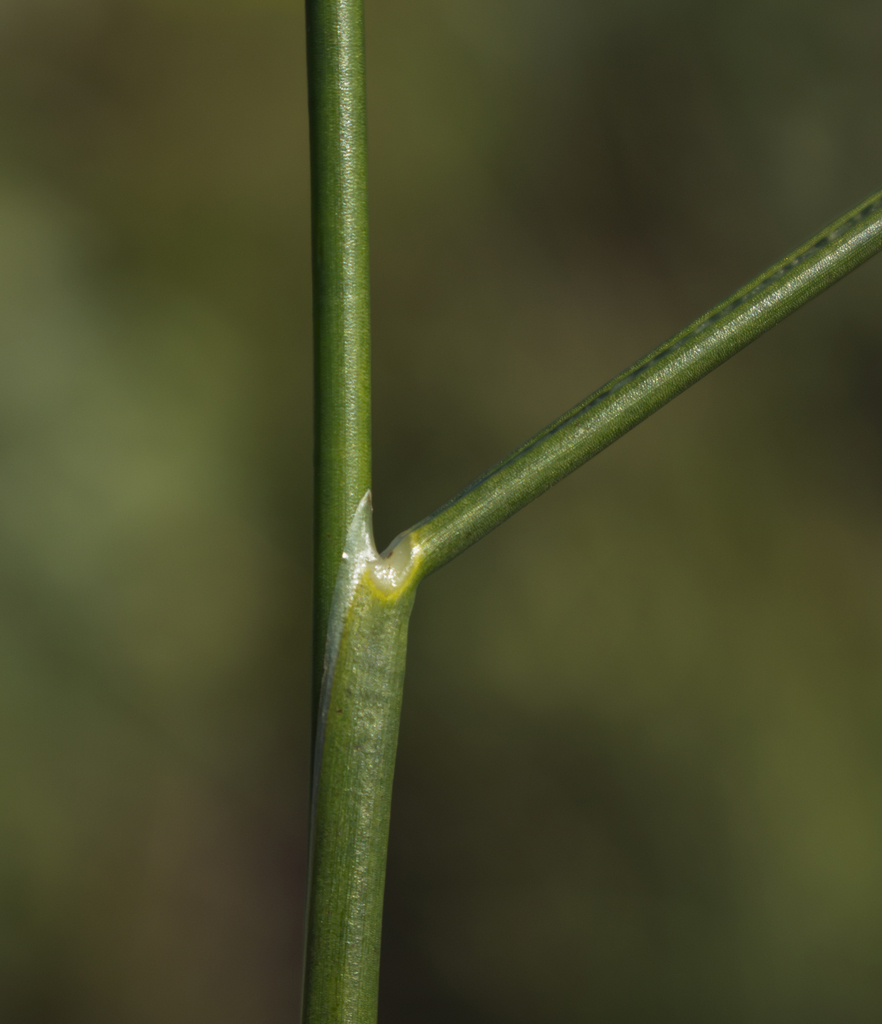 Juncus torreyi (Torrey's rush), native California grass