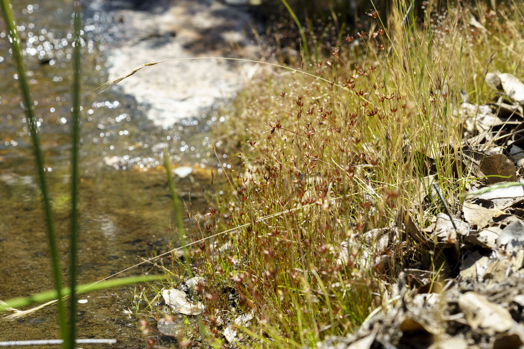 Juncus triformis (Yosemite dwarf rush), native California grass