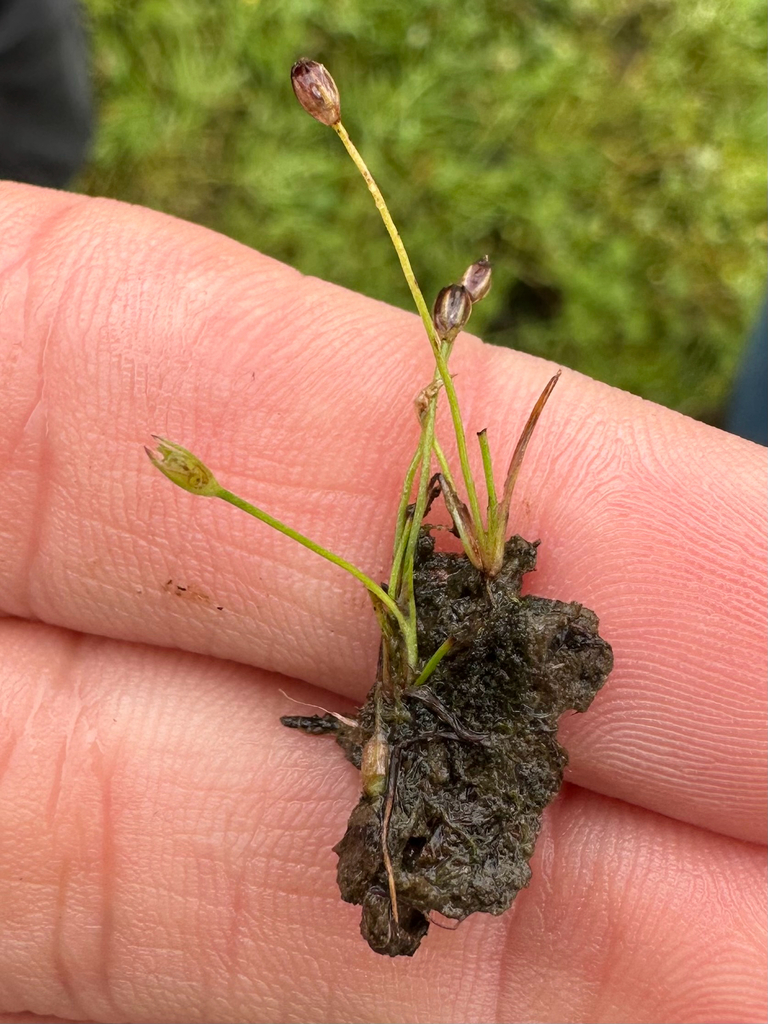 Juncus uncialis (Inch-high rush), native California grass