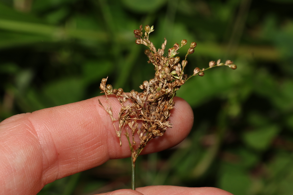 Juncus usitatus (Australian rush), non-native California perennial