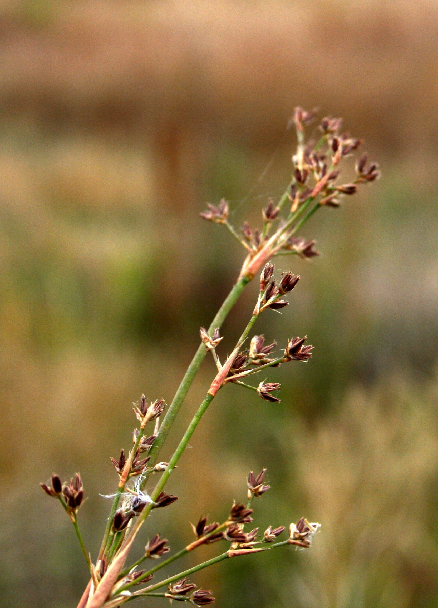Juncus xiphioides (Iris-leaved rush), native California grass