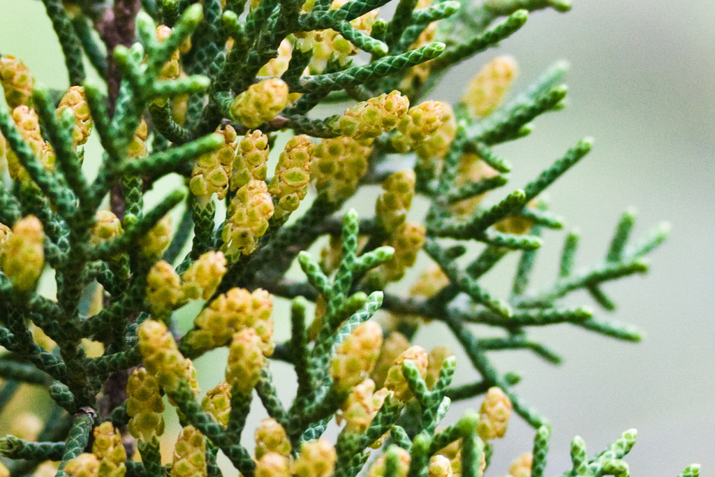 Juniperus californica (California juniper), native California shrub / tree