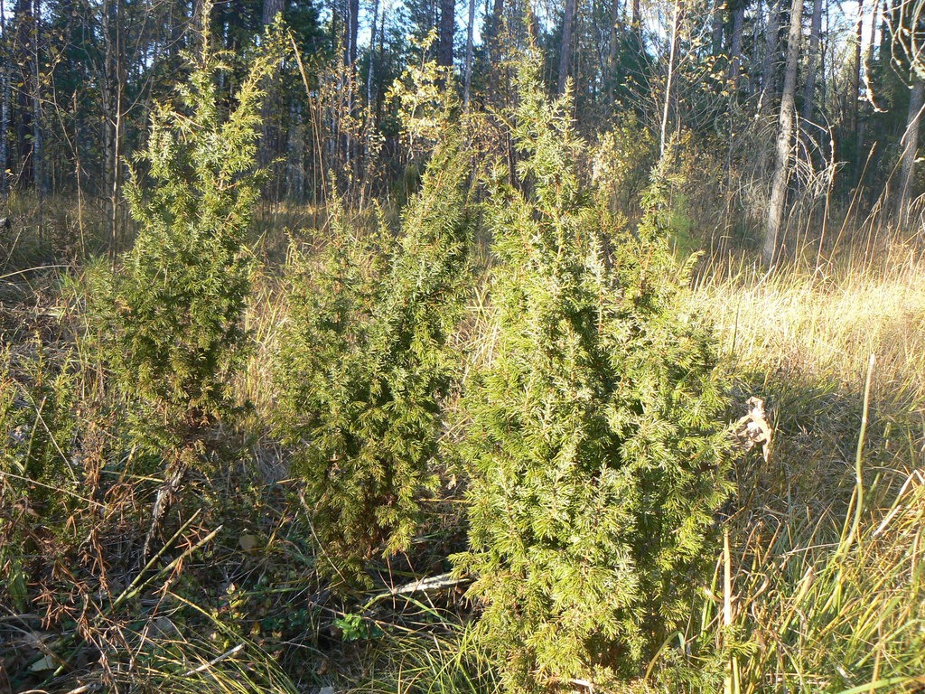 Juniperus communis var. depressa (Depressed juniper), native California shrub