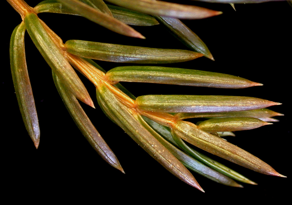 Juniperus communis var. saxatilis (Mountain juniper), native California shrub