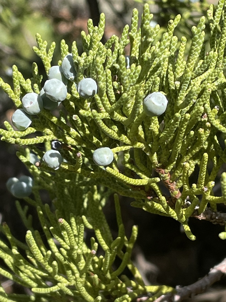 Juniperus grandis (Sierra juniper), native California tree