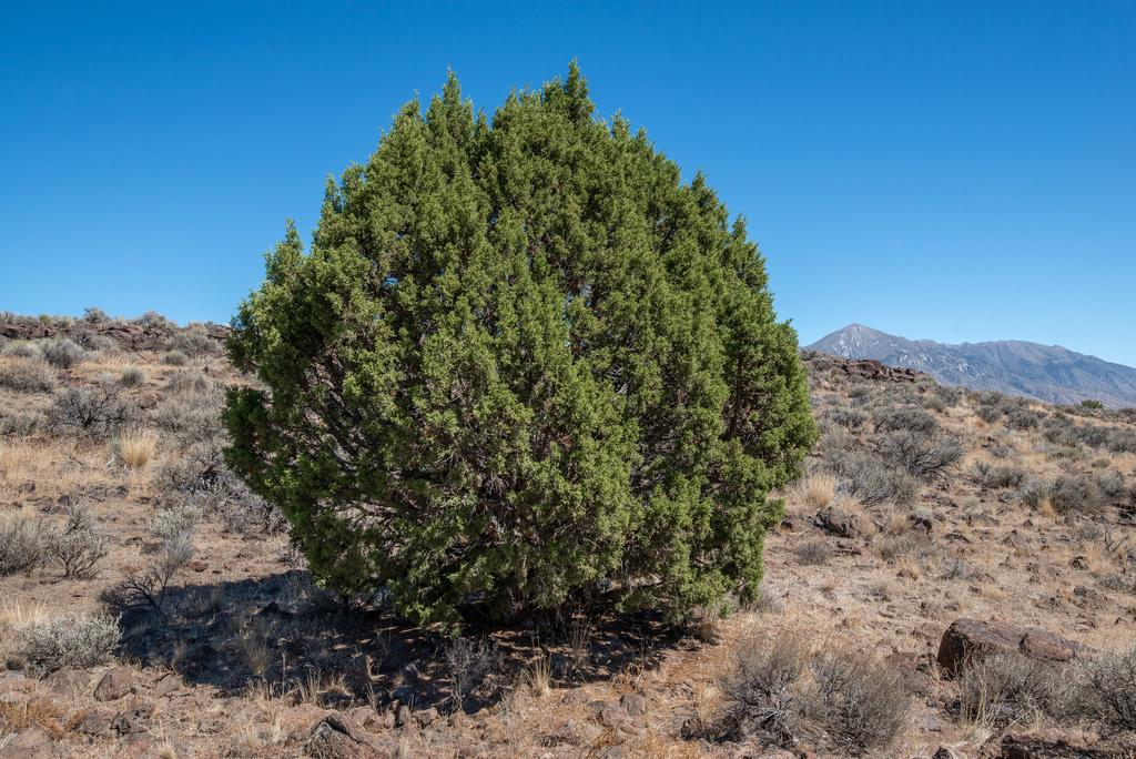 Juniperus occidentalis (Western juniper), native California tree