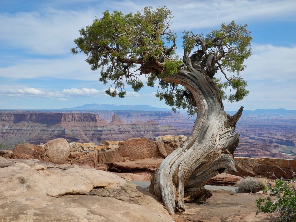 Juniperus osteosperma (Utah juniper), native California tree