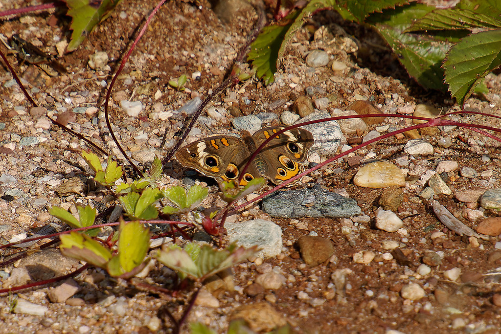 Junonia coenia (Common Buckeye), California species