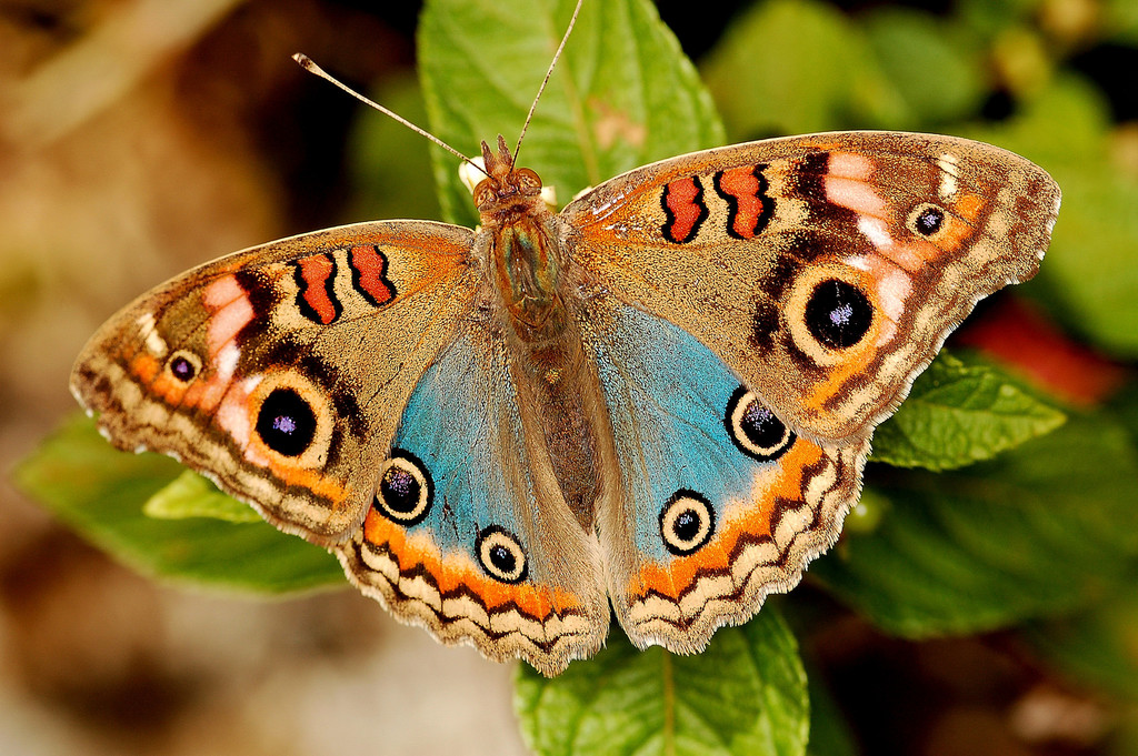 Junonia evarete (Tropical Buckeye), California species