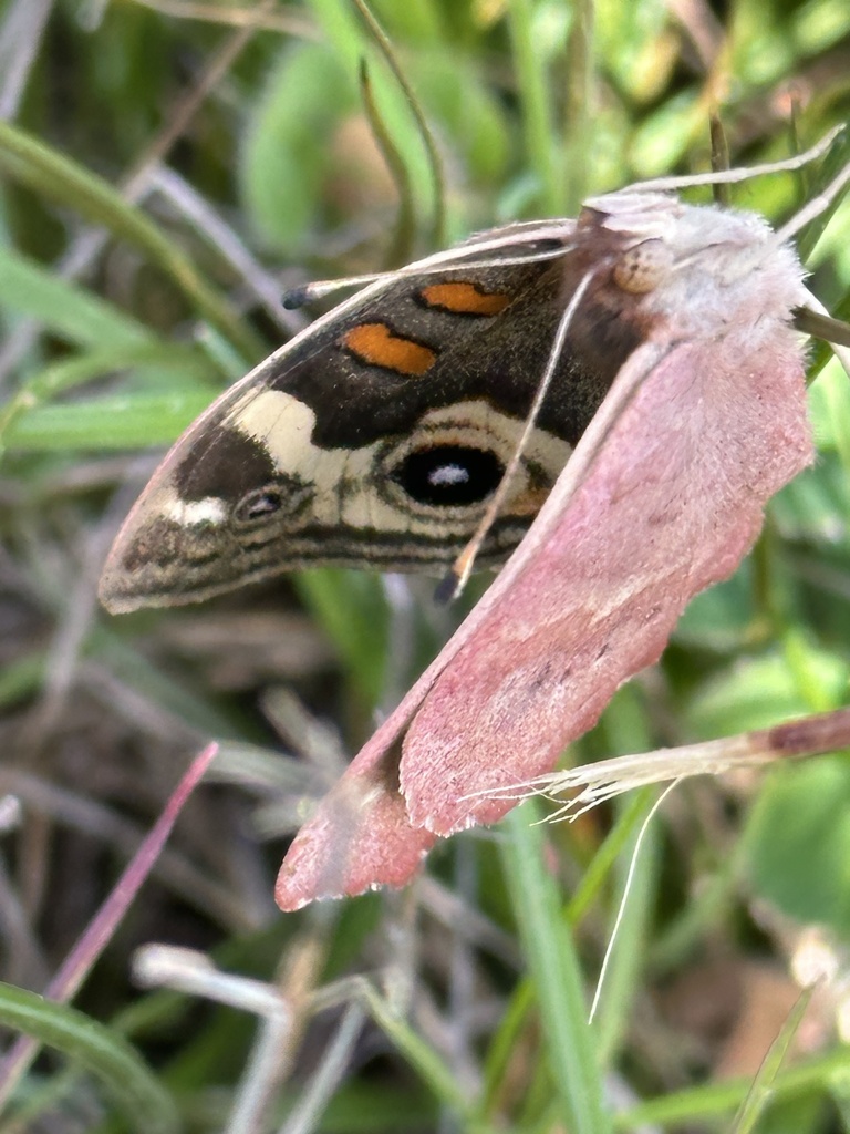 Junonia grisea (Gray Buckeye), California species