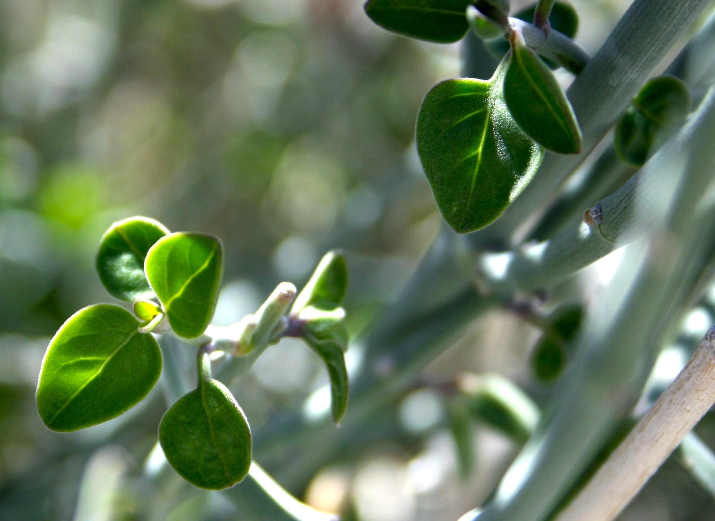 Justicia californica (Beloperone), native California shrub