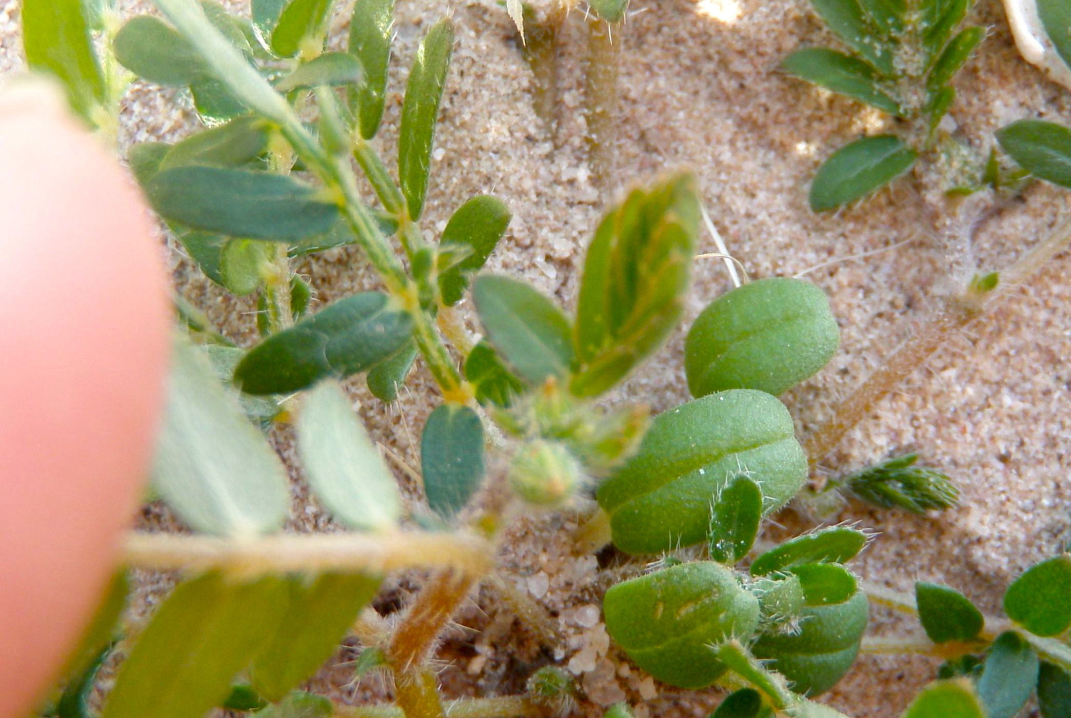 Kallstroemia californica (California caltrop), native California herb