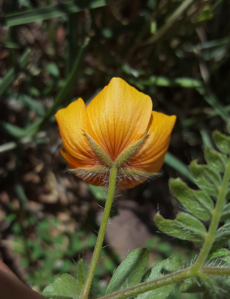 Kallstroemia grandiflora (Arizona caltrop), non-native California herb
