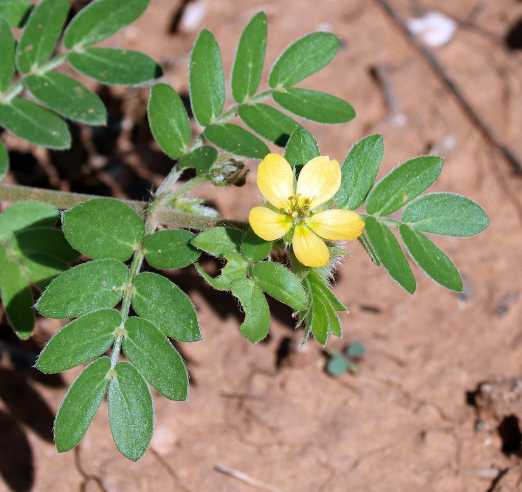 Kallstroemia parviflora (Few flowered caltrop), native California herb