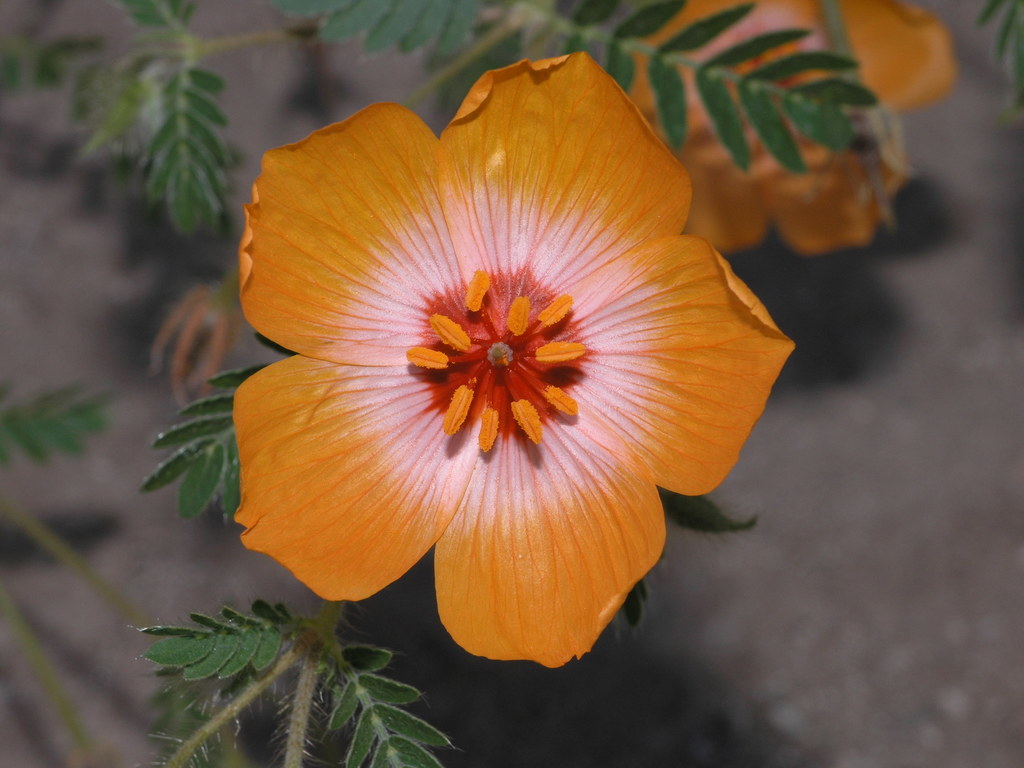 Kallstroemia sp., non-native California annual