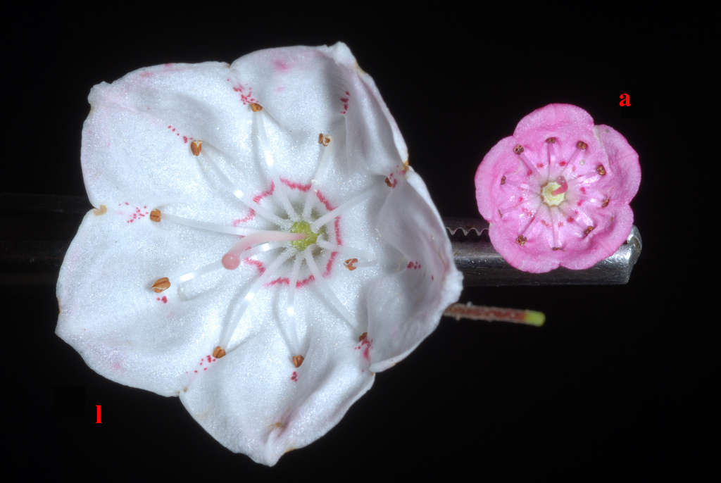 Kalmia sp., native California shrub