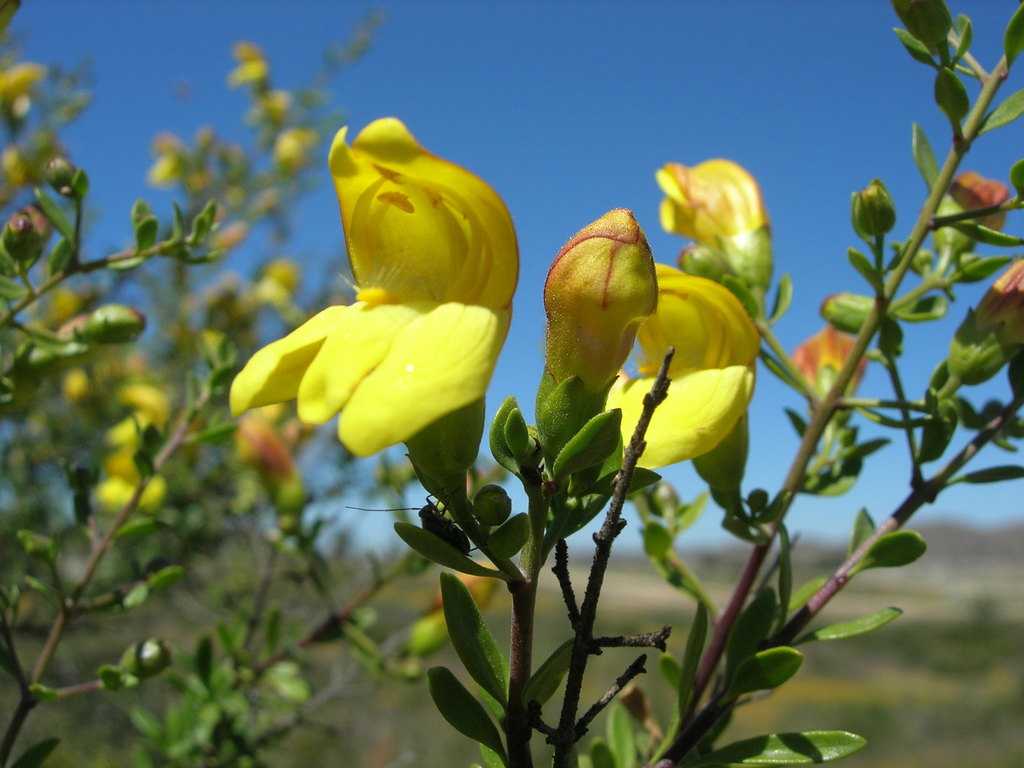 Keckiella antirrhinoides var. microphylla (Chaparral beard tongue), native California shrub
