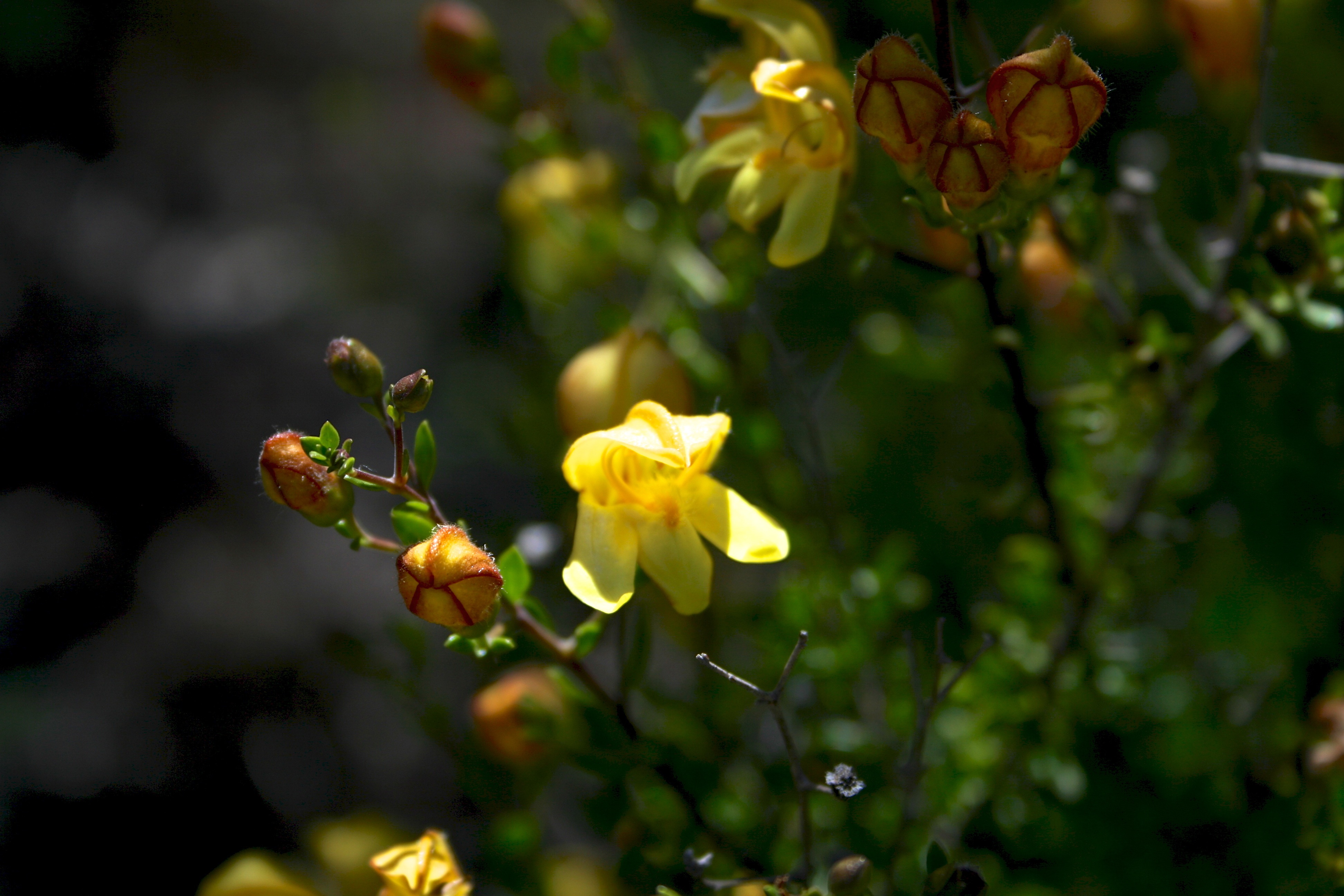 Keckiella antirrhinoides (Chaparral beard tongue), native California shrub