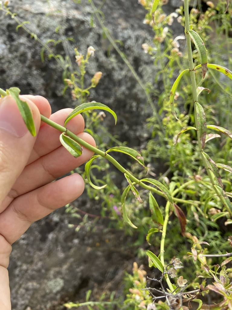 Keckiella breviflora (Bush beardtongue), native California shrub