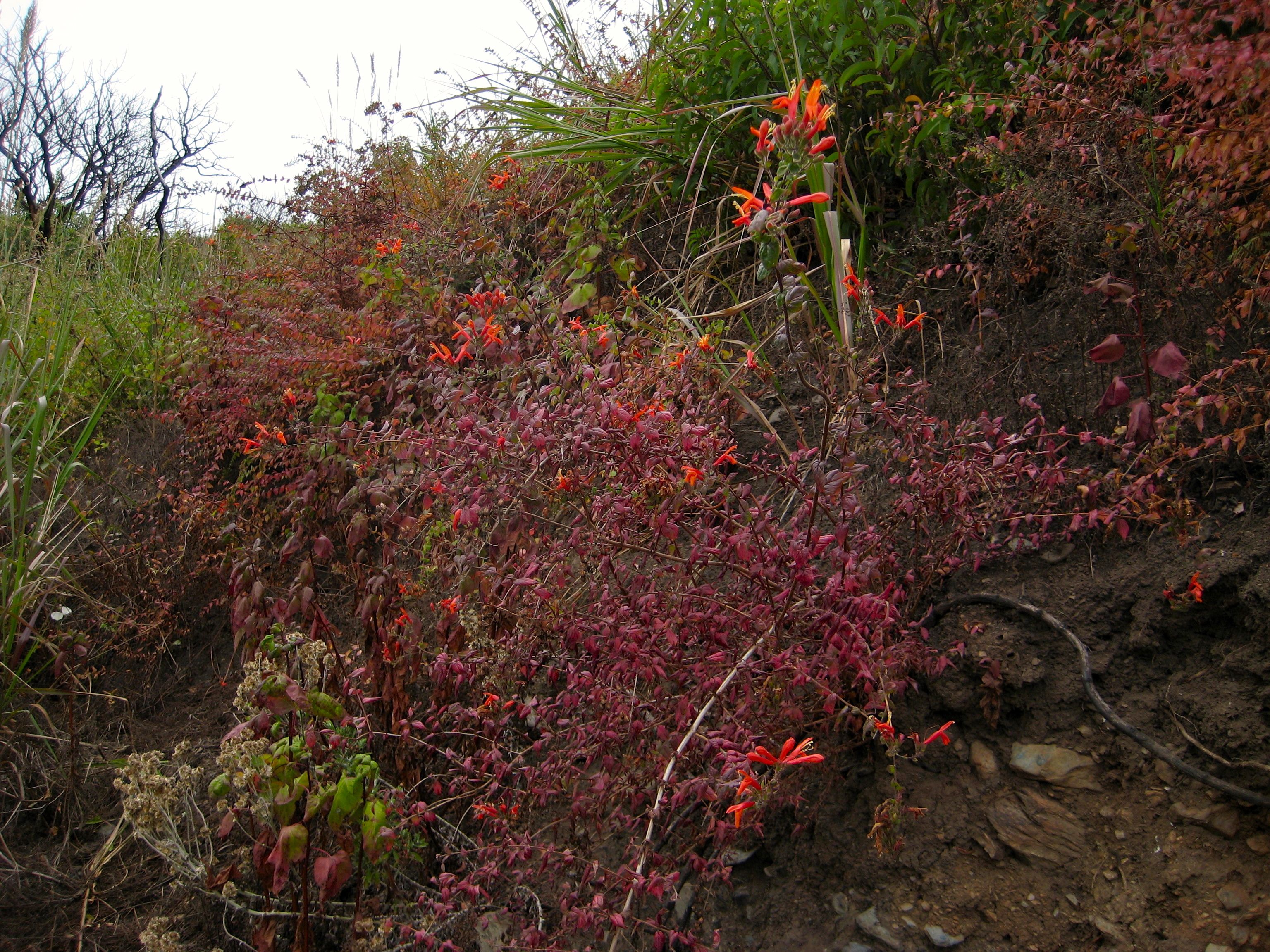 Keckiella cordifolia (Climbing penstemon), native California shrub